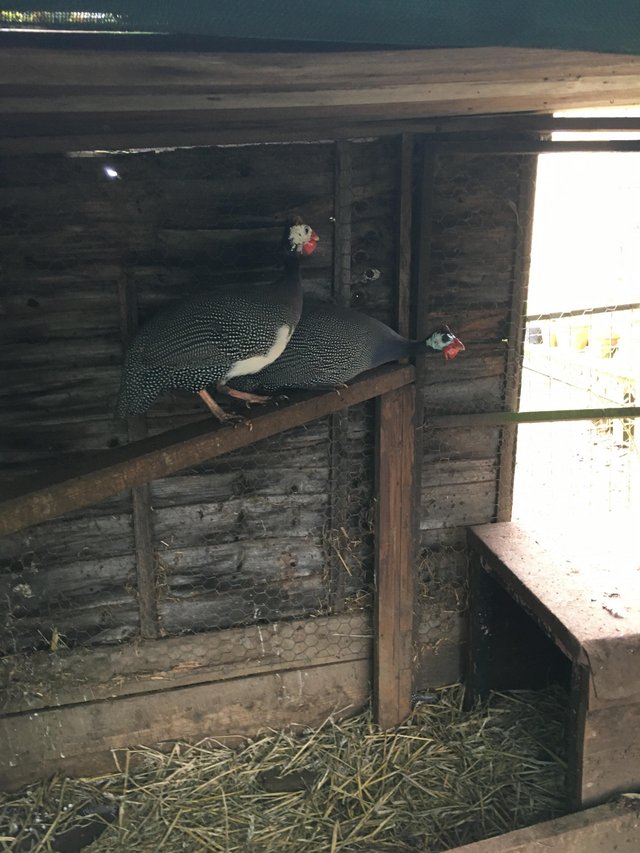 Preview of the first image of Guinea Fowl Two Males Last years hatch.