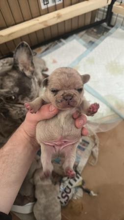 Image 6 of Mearle French bulldog puppies
