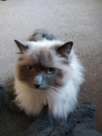 Image 2 of 3 year old Rag-doll adult male cat for sale.