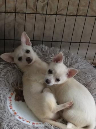 Image 7 of Pomchi puppies for sale 1 boy 1 girl