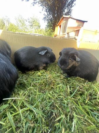 Image 6 of black male guinea pigs for sale