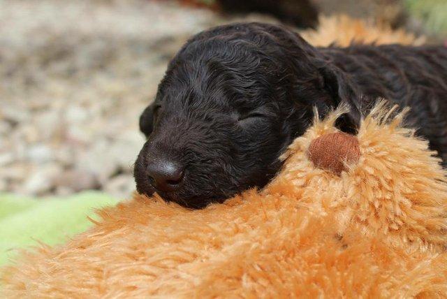 Image 6 of Gorgeous chocolate brown Miniature Poodle Puppies