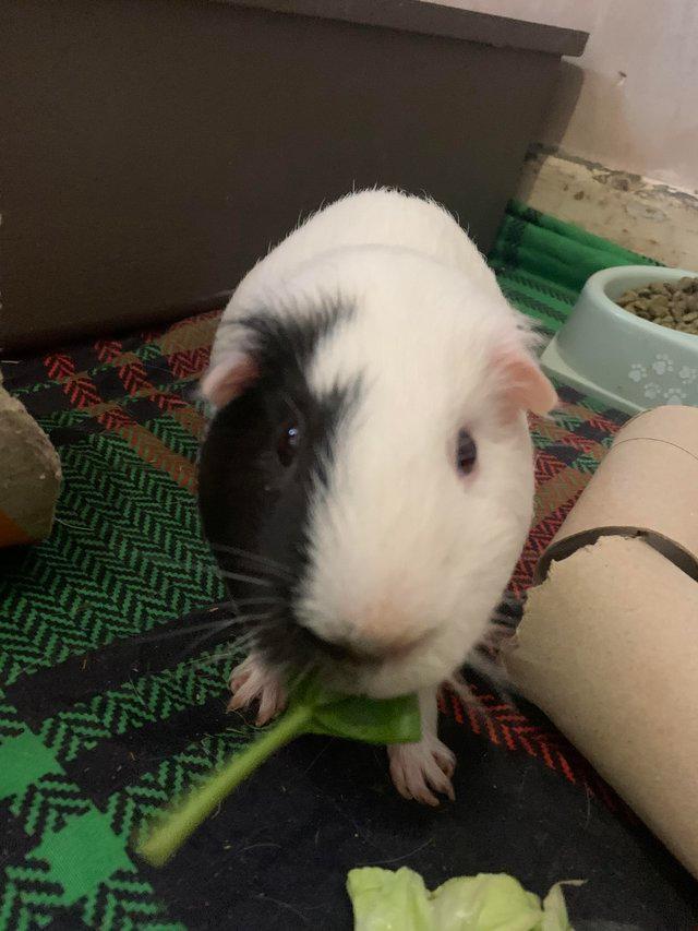 Preview of the first image of (Still for sale)Male guinea pig (3 years old) for rehoming.