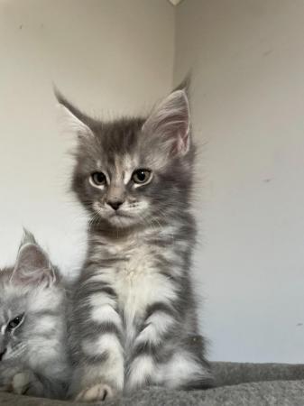 Image 10 of Stunning European Pedigree Maine Coon Kittens Ready Now