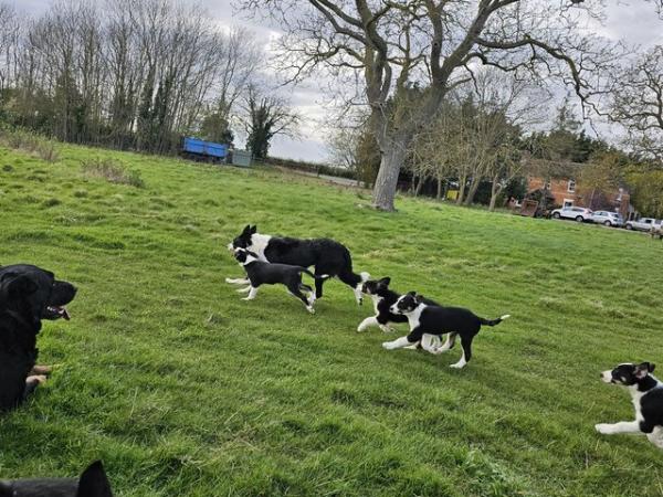 Image 3 of ISDS Registered Tri Colour Collie Puppies