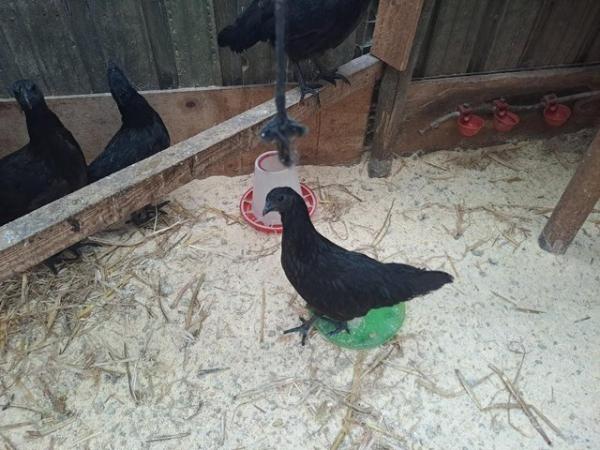 Image 1 of Ayam Cemani chickens...for sale.....all good strong birds...