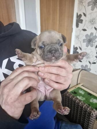Image 11 of KC Registered French Bulldog Puppies