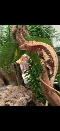 Image 9 of Various crested geckos for sale