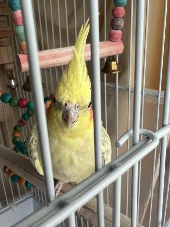 Image 8 of Pair of Cockatiels. Yellow and grey. Freebies included