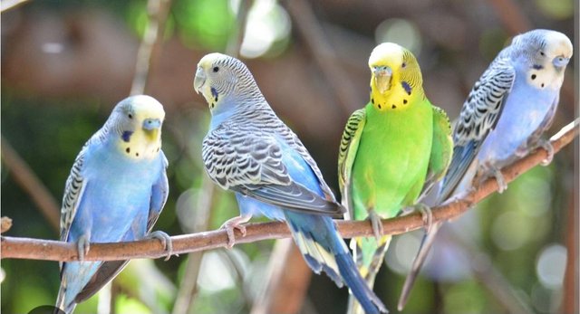 Image 4 of Budgies of different colours and ages