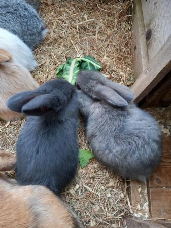 Image 2 of 7 Baby mini lops, mixed colours