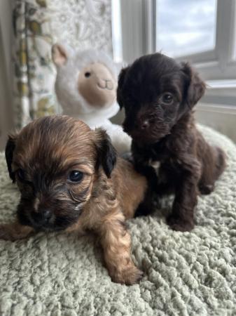Image 7 of Looking for my forever home 2 shihpoo puppies