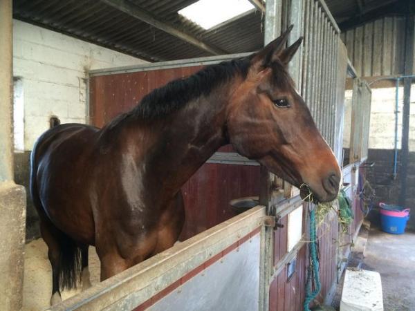 Image 3 of Beautiful bay 16hh Hanoverian mare for sale 15 yo.
