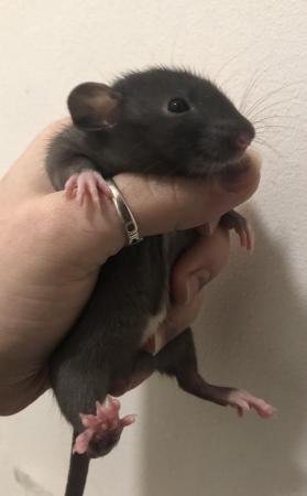 Image 2 of Baby dumbo and fancy rats