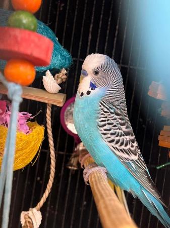Image 4 of Budgies looking for a new loving home