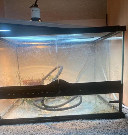 Image 2 of 3 month old female chameleon and full set up