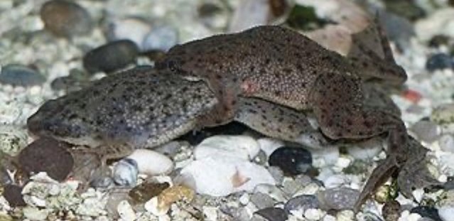 Image 1 of Breeding Group of African Dwarf Clawed Frogs