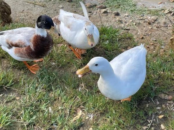 Image 1 of Call Ducks For Sale 3 x Friendly Drakes