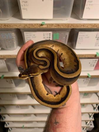 Image 4 of Ball Python Snake Collection For Sale