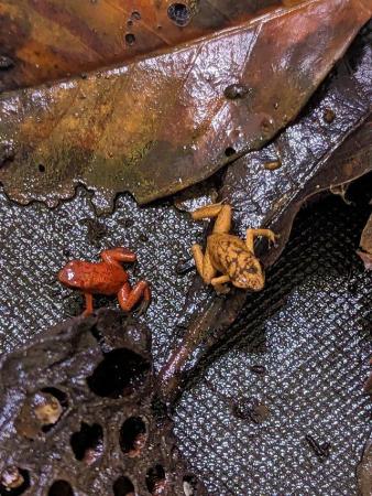 Image 6 of Oophaga pumilio 'bribri' dart frogs 0.0.3