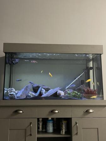 Image 3 of Cichlids and 252 litre fish tank and all decor and filter