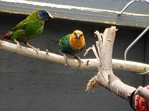 Parrot finches for sale For Sale in Waterlooville, Hampshire | Preloved