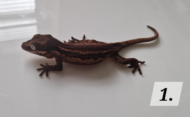 Image 12 of Cb23 gargoyle geckos for sale unsexed