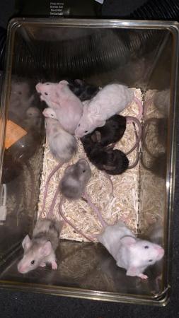 Image 4 of 12 female mice for £40 and singular males for £5 EACH!