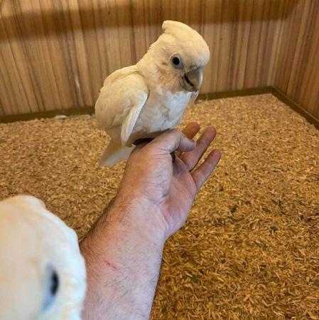 Image 11 of Large Variety of Hand Reared Birds Available! - Updated Regu