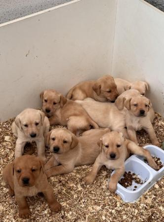 Image 1 of Beautiful fox red and yellow labrador puppies ready 8th May