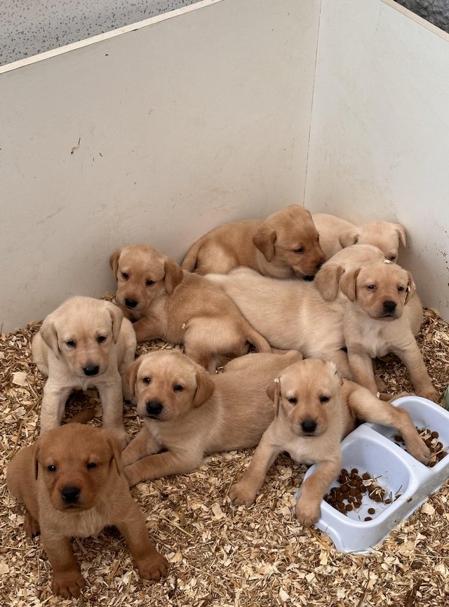 Preview of the first image of Beautiful fox red and yellow labrador puppies ready 8th May.