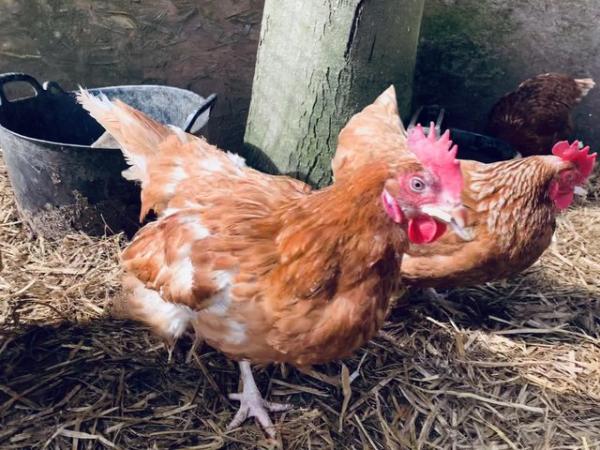 Image 1 of Ex battery hens 20 available 14 months old