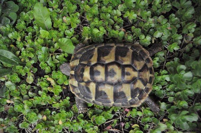 Image 5 of Speedy the Little Hermann's tortoise is for sale