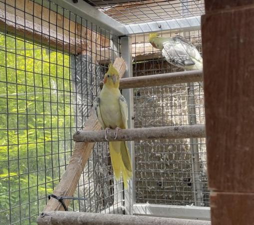 Image 2 of Pair of cockatiels for sale