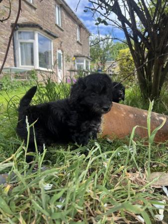 Image 9 of Bordoodle/colliepoo pups ready to from 27th june
