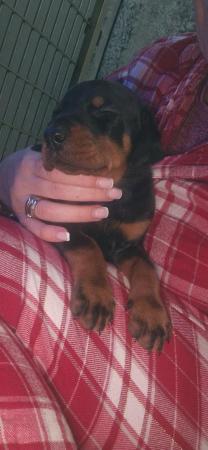 Image 7 of Damnation_dobermans puppies for sale