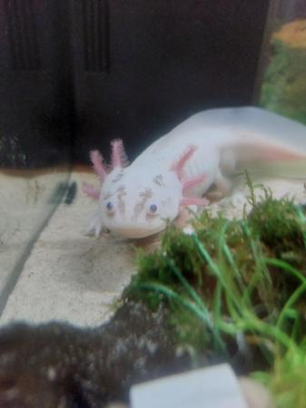 Image 5 of 10 x Axolotl Eggs, laid 8th March