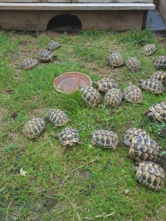 Image 6 of Hermanns Tortoises 2022 Hatched