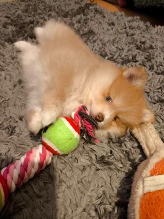 Image 4 of Male Pomeranian Puppy ready 25th May