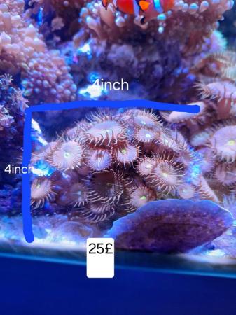 Image 3 of Marine tank coral frags