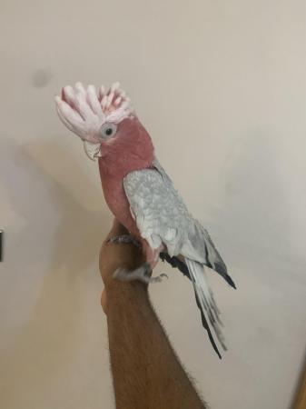 Image 5 of HandReared Cuddly Super Tame Talking Galah Cockatoo Parrot