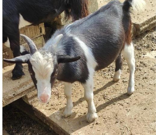 Image 2 of Gorgeous sweet pygmy wether goats
