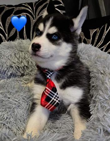 Image 1 of Stunning husky puppies available