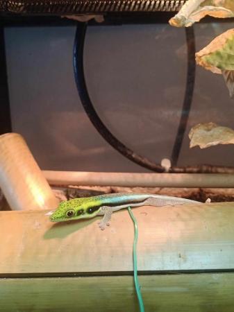 Image 2 of Young Male Day Gecko looking for permanent home
