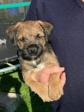Image 9 of Border Terriers, ready to go