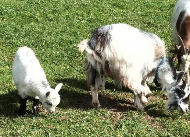 Image 4 of Pair of Pygmy Goat Kids Male & Female