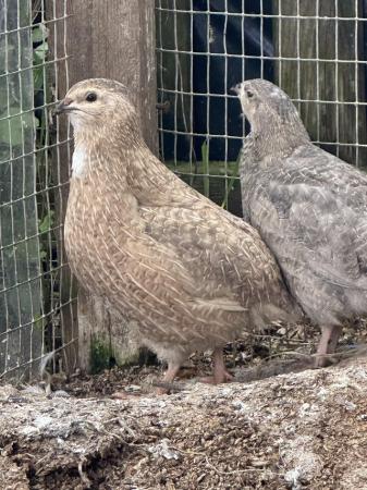 Image 2 of SOLD ..1 PAIR chocolate Coturnix quail split Andalusian Blue