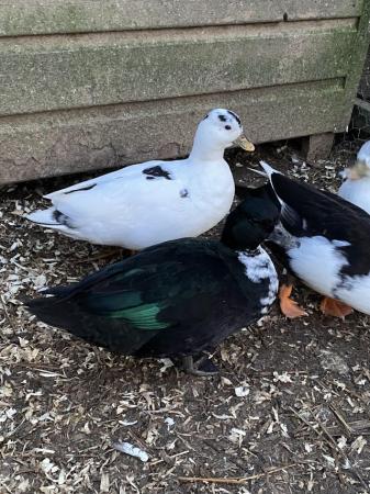 Image 2 of Stock reduction!! Female call ducks available & pairs