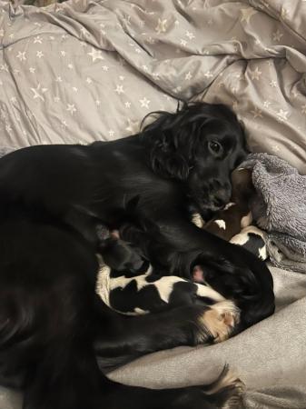 Image 20 of 6 week old sprocker puppies microchipped