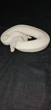 Image 2 of Female ivory royal python